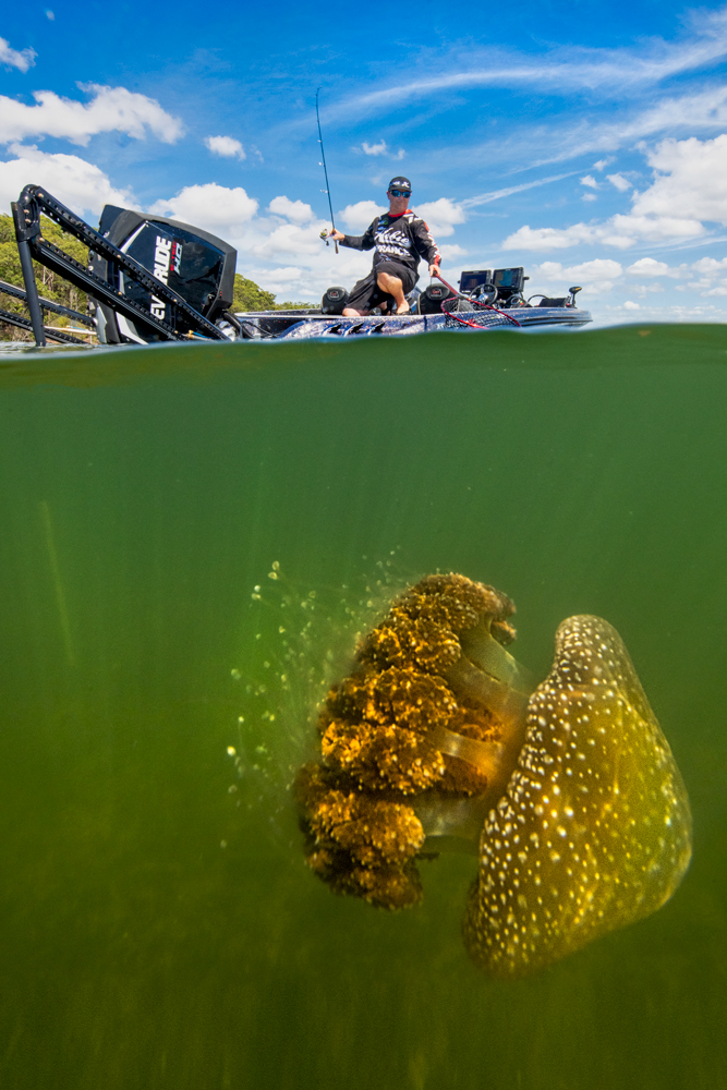 Invasion of the Jellyfish, St Georges Basin, NSW, Australia 