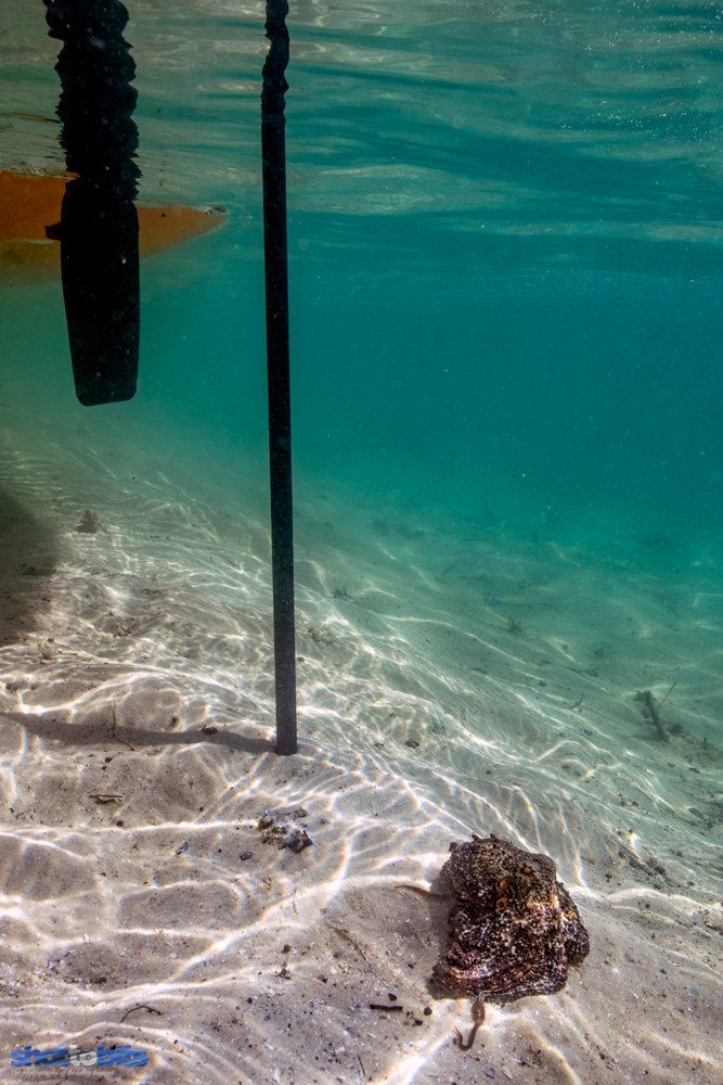 C Monster, Currambene Creek, Huskisson, NSW, Australia 