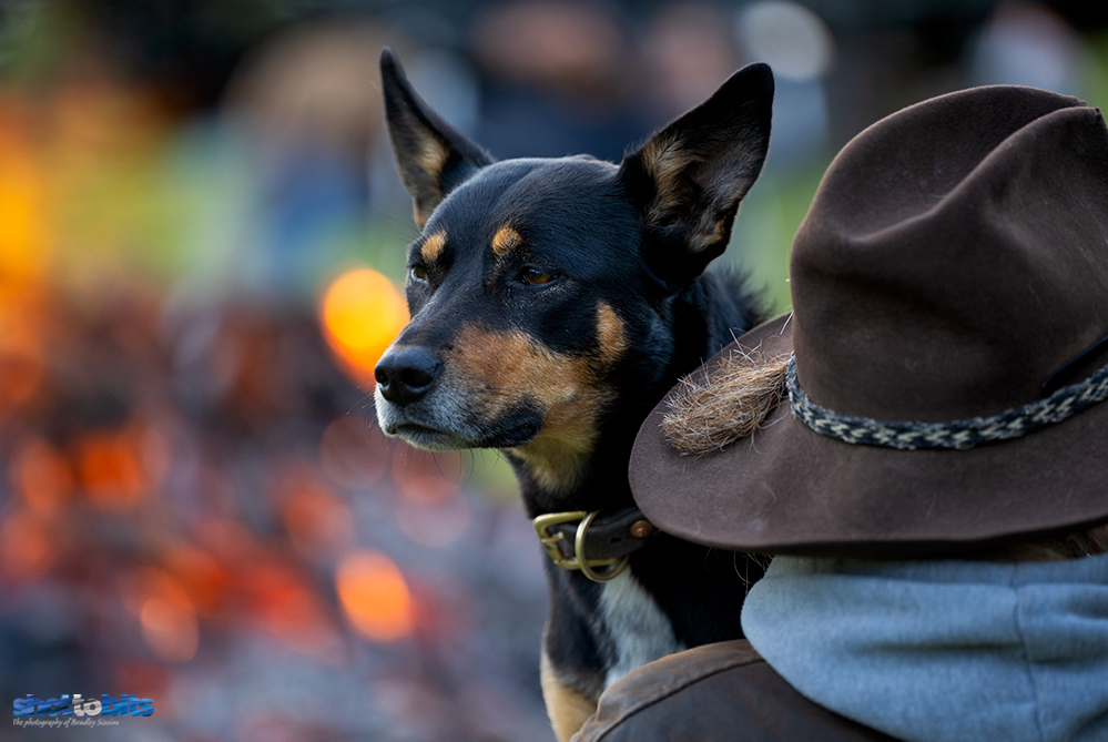 Working Dog, Thredbo Valley Horse Riding, Crackenback, NSW. 