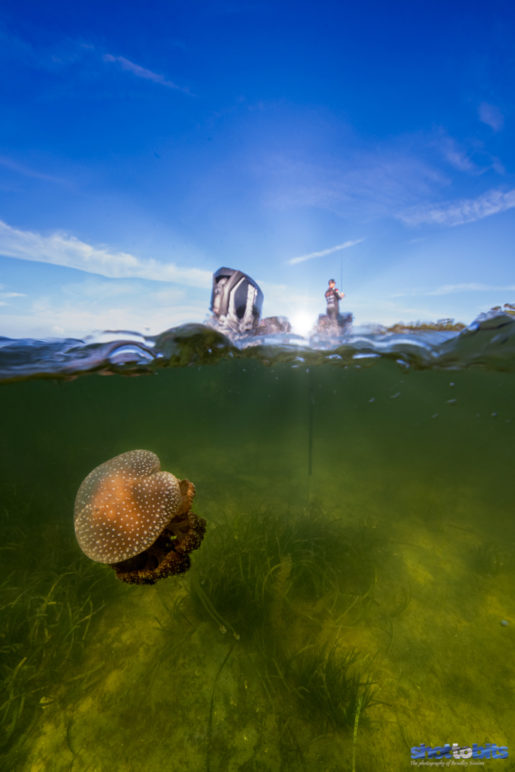 Dawn Invasion of the Jellyfish, St Georges Basin, NSW, Australia