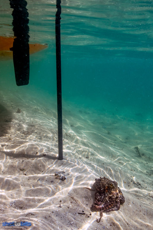 C Monster, Currambene Creek, Huskisson, NSW, Australia